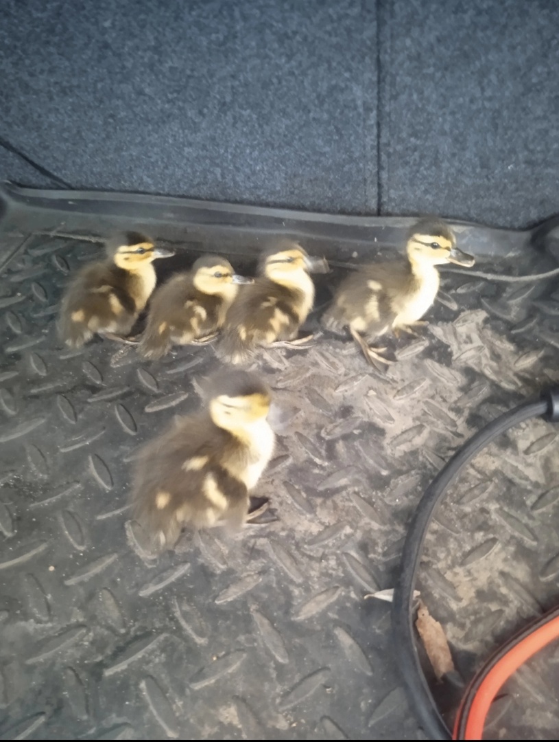 Наверно единственные пассажиры, которых я возила бесплатно.  Июль 2024 года