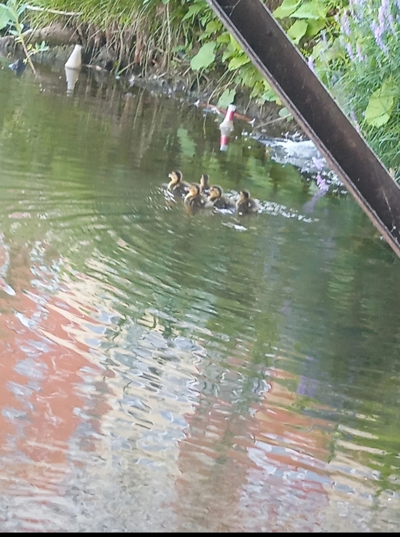 Новый дом для "Моих" теперь детей. 