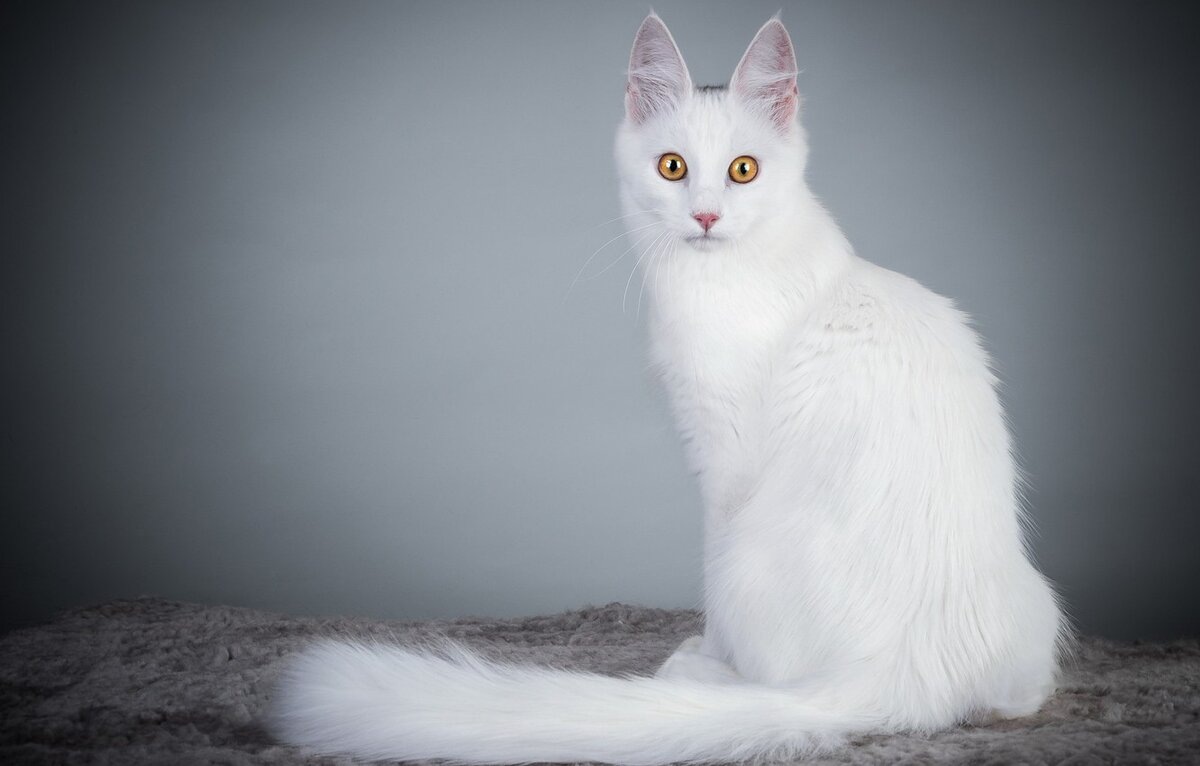 Из открытых источников.