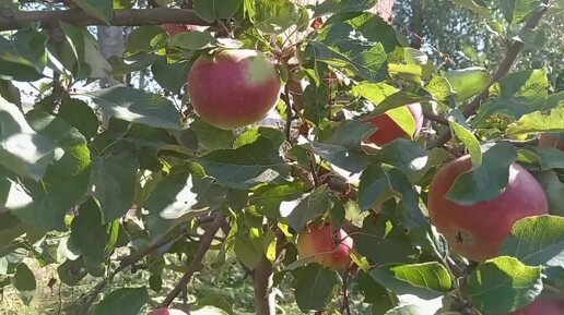 🍎Обзор сорта яблок Белорусское сладкое🌳