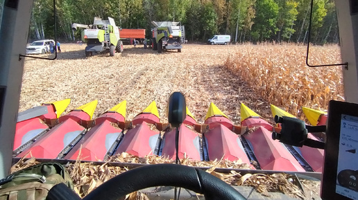 Старт на кукурузе 🌽🌽🌽