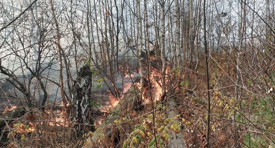    Комитет лесного хозяйства хозяйства Московской области