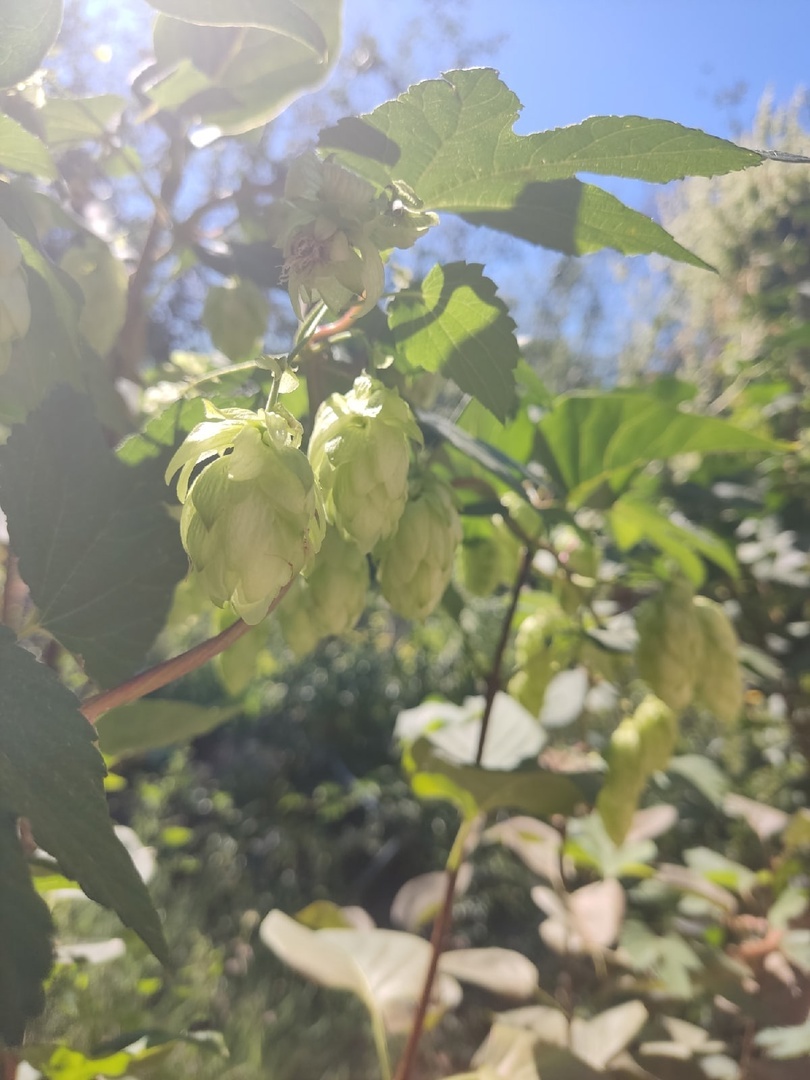 Хмель - один из злостных сорняков моего сада, уничтожается сжиганием