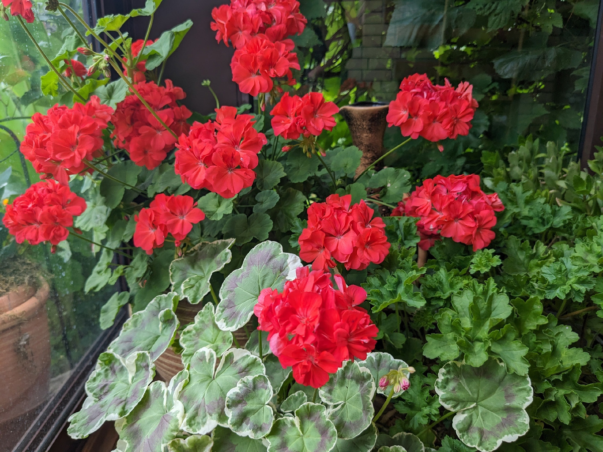 Один из "дворовых" сортов, неизвестный, но живучий и цветливый