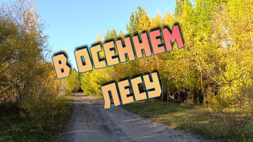 В осеннем лесу