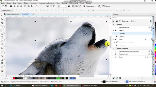 Логотип волка в CorelDRAW