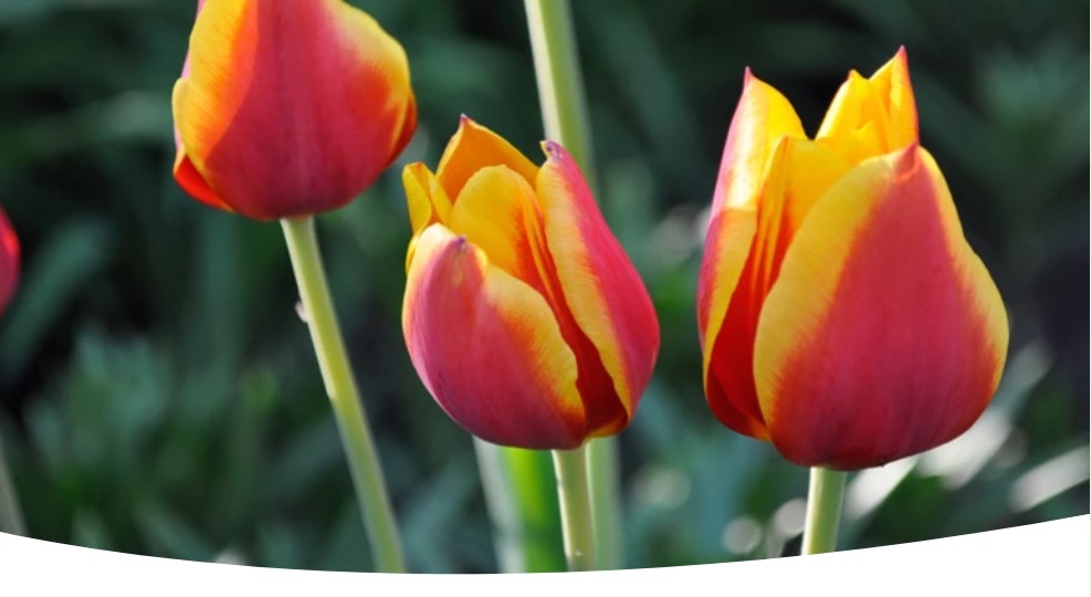 Когда сажать тюльпаны осенью в разных регионах и по лунному календарю