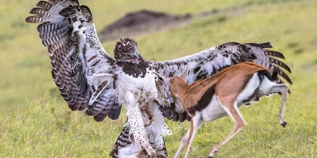 Боевой орёл: Даже львы боятся увидеть его в небе. Сильнейший орёл Африки
