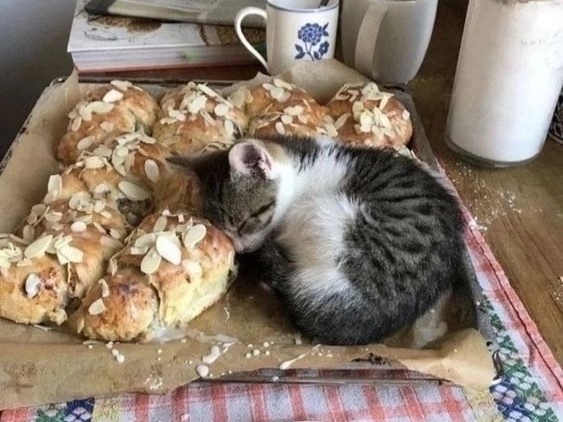 Я просто хочу спать среди булочек, а не вот это все