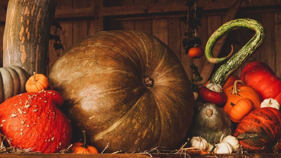 Как правильно хранить тыквы: самые надежные способы хранения тыквы