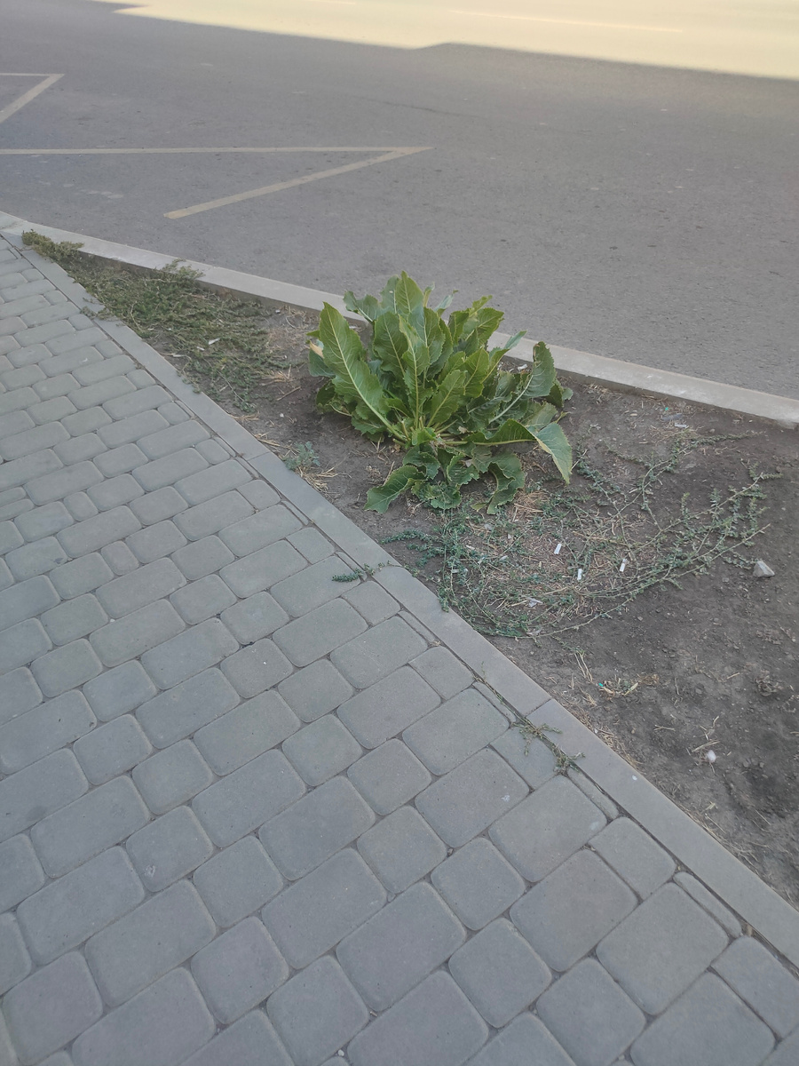 Прям у дороги на небольшой клумбе растет хрен!