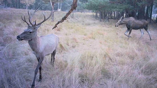 Время гона и рева благородных оленей. Осень