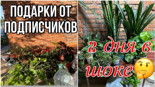 下载视频: 350ч🏡20-21.09.24-Назначили операцию/Подарки от подписчиков/Новый хозяин/Отделка окон