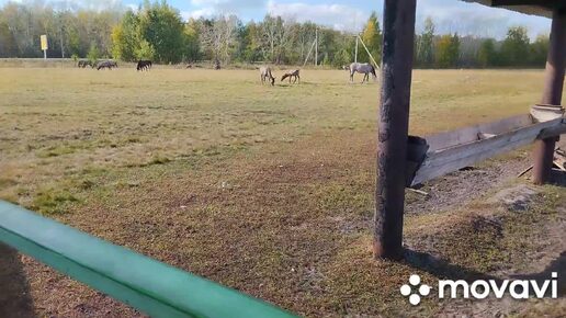 Поедем с нами на страусиную ферму.