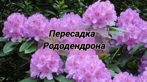 Пересадка взрослых рододендронов. Что нужно для окрашивания гортензии крупнолистной?