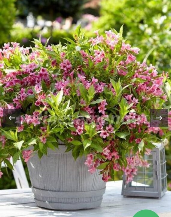 https://onlinesemena.ru/catalog/decoration/veigela_bloom/veigela-tsvetuschaya-pikobella-rouz.html#gallery_mob-3 Weigela Picobella Rosa