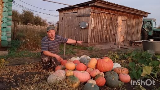 Тыква 2024. Сельские будни! Уборка тыквы.