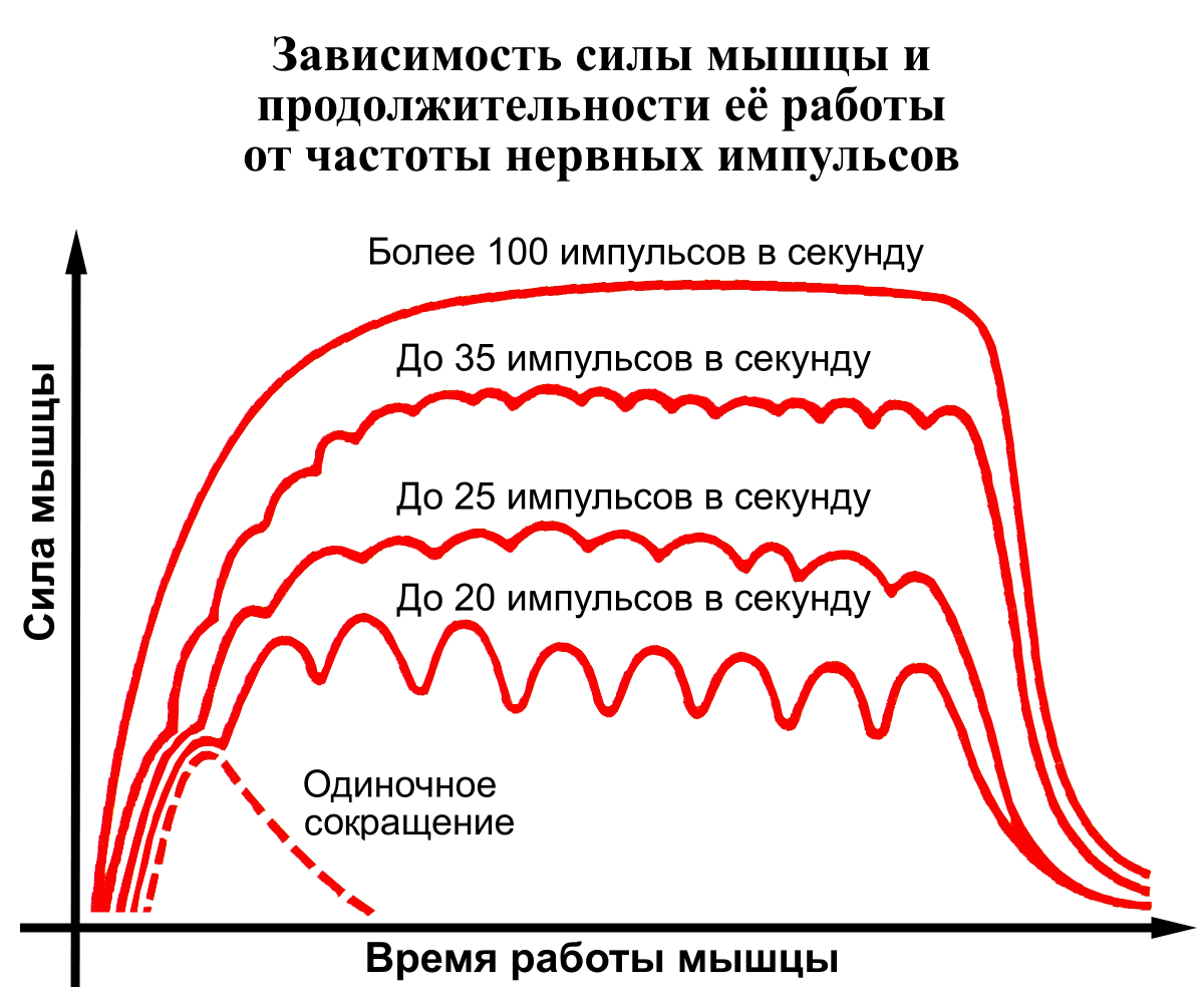 Зависимость силы мышцы и продолжительности ее работы от частоты нервных импульсов