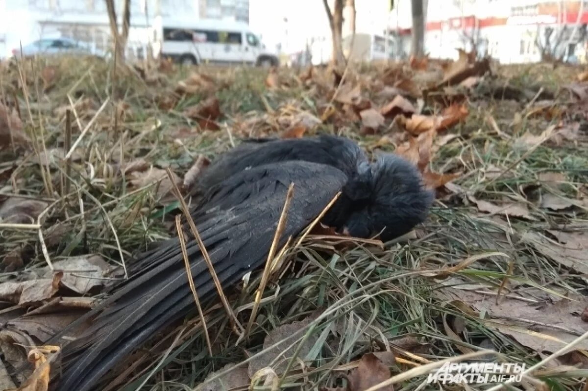    Жители Новокузнецка в соцсетях бьют тревогу из-за массовой гибели птиц