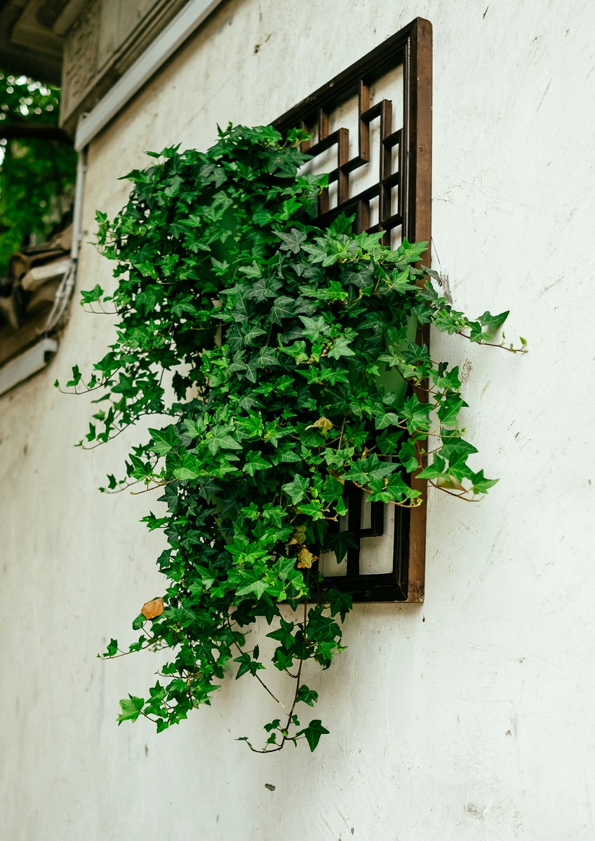    Для плюща необходимо сделать опоры, если выращивать его не рядом со стеной дома или заборомUnsplash