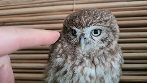 iflos dumbali külotsiz semiz ayol