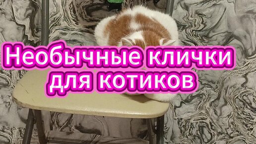 Необычные клички для котиков