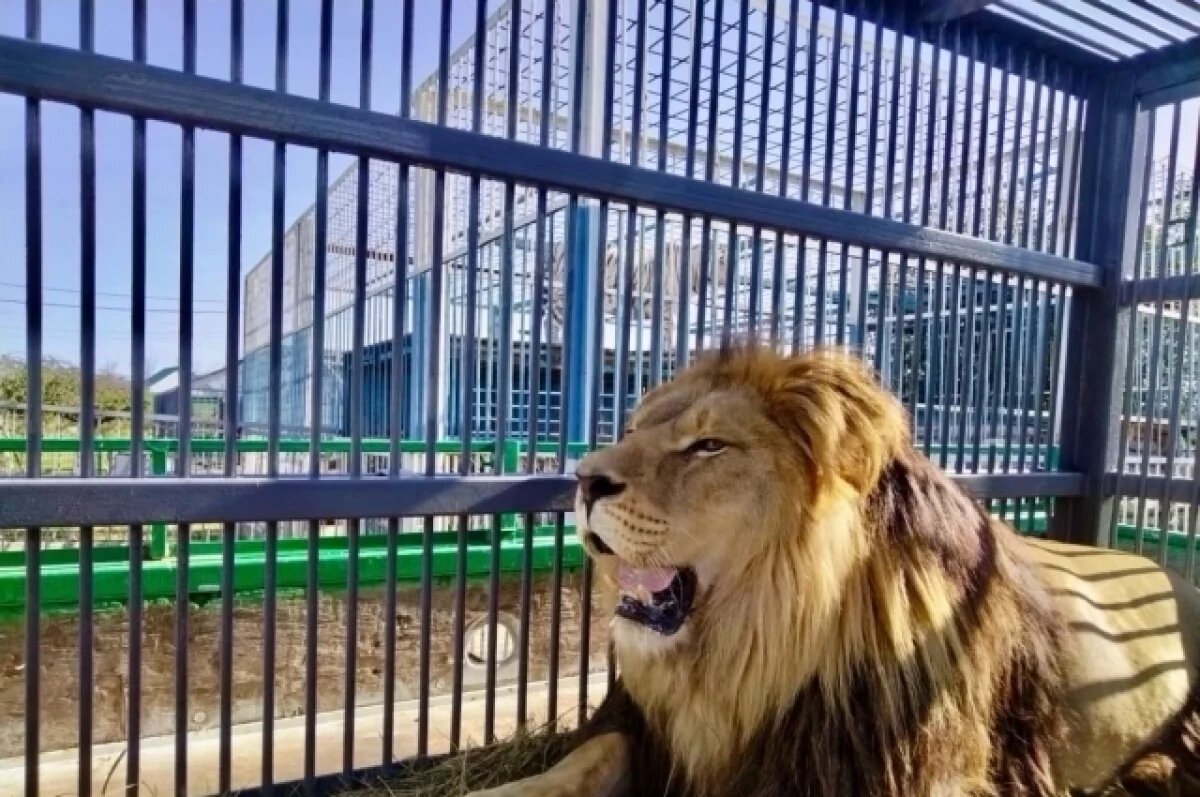    Лев из белгородского зоопарка переехал в Калининград