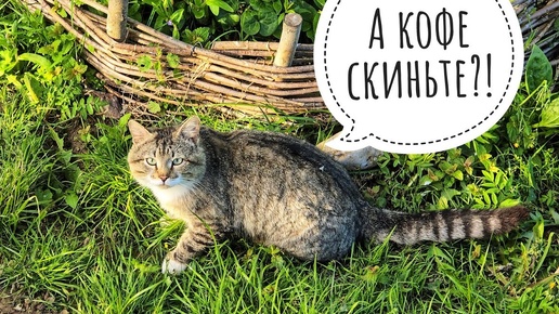 Кошка Морошка готовит завтрак и угощает кота Пуаро свежей мышкой