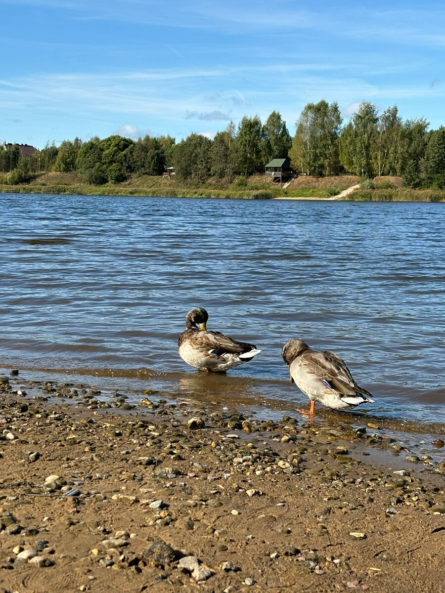 Уточки на Волге