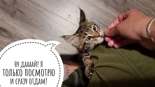 Учим кошку Морошку приносить дичь