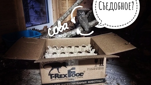 Совы сплюшки охотятся на коробку со сверчками из T-RexFood. Очень внезапные совы!