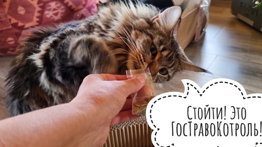 Подарочки для кошки Морошки, самых маленьких сов и своих собственных птиченек от Triol и ReptiZoo