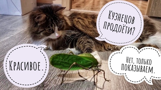 Кот Мурлок дружит гигантского кузнечика. Красивое! Наверное, очень вкусное! Не продоёти?