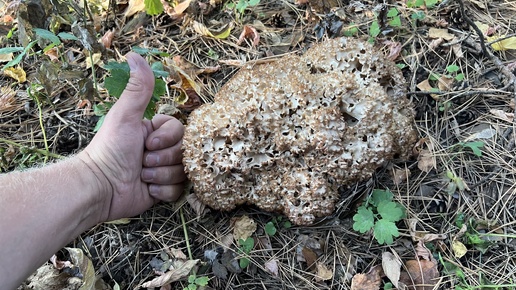 Спарассис курчавый снова вырос !