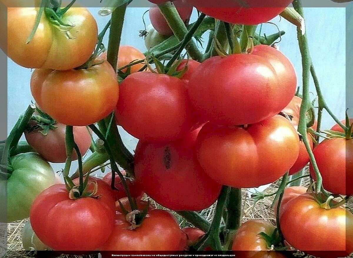 https://vk.com/photo-159774511_457269522. Томат гном "Бабл Гам"