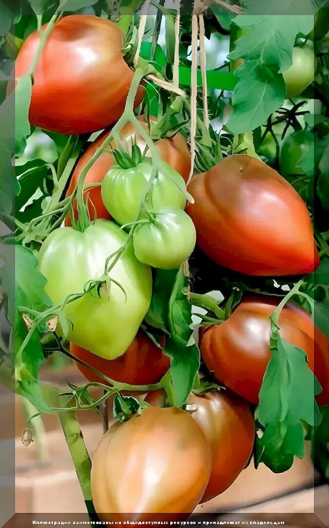 https://vk.com/photo-159774511_457269526. Томат "Фиолетовая сердце"