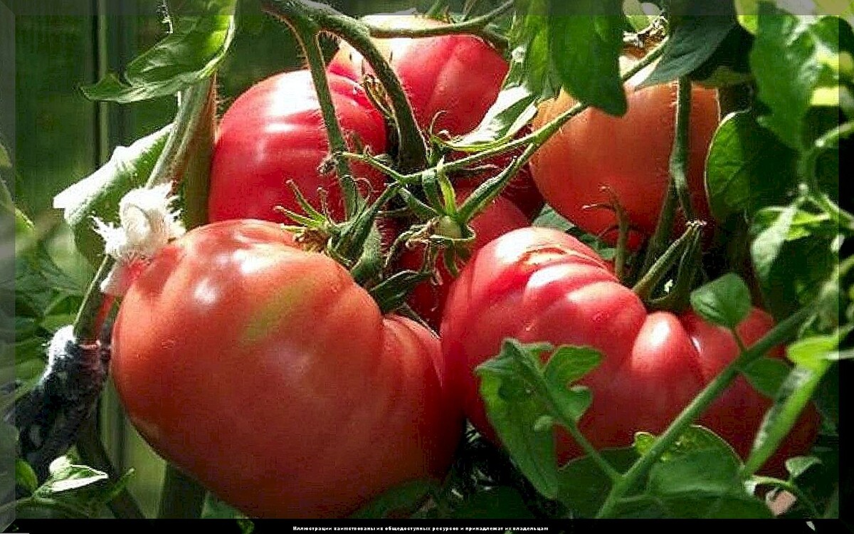 https://vk.com/photo-159774511_457269532. Томат "Бердский крупный"