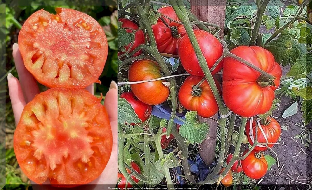 https://vk.com/photo-159774511_457269873. Томат "Сердце Скарлетт"