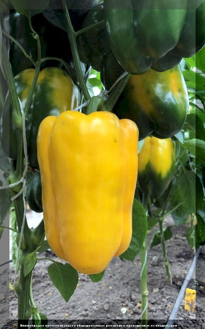 https://vk.com/photo-159774511_457267518. Перец сладкий «Звезда Востока гигантская желтая»