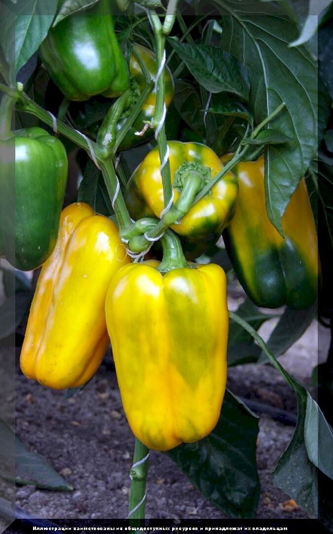 https://vk.com/photo-159774511_457267519. Перец сладкий «Фельдмаршал Суворов F1»