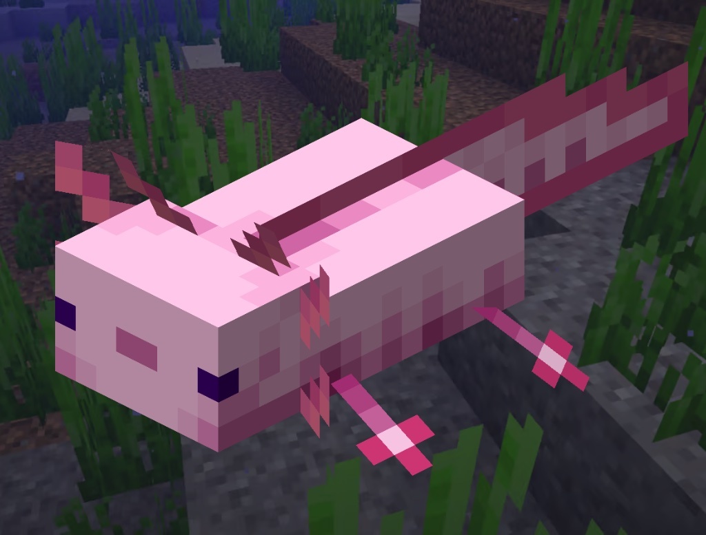 Аксолотль в игре Minecraft