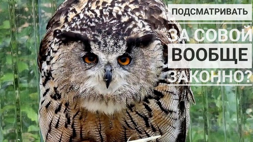 Выследила, как сова жамкает перо. Выслушала много неприличного. Но нельзя не подглядывать!