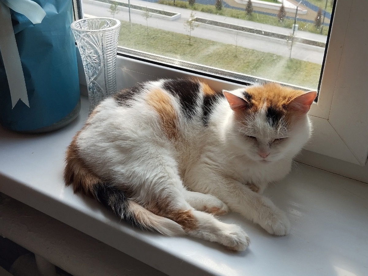 Кошечка живет в постоянном ожидании