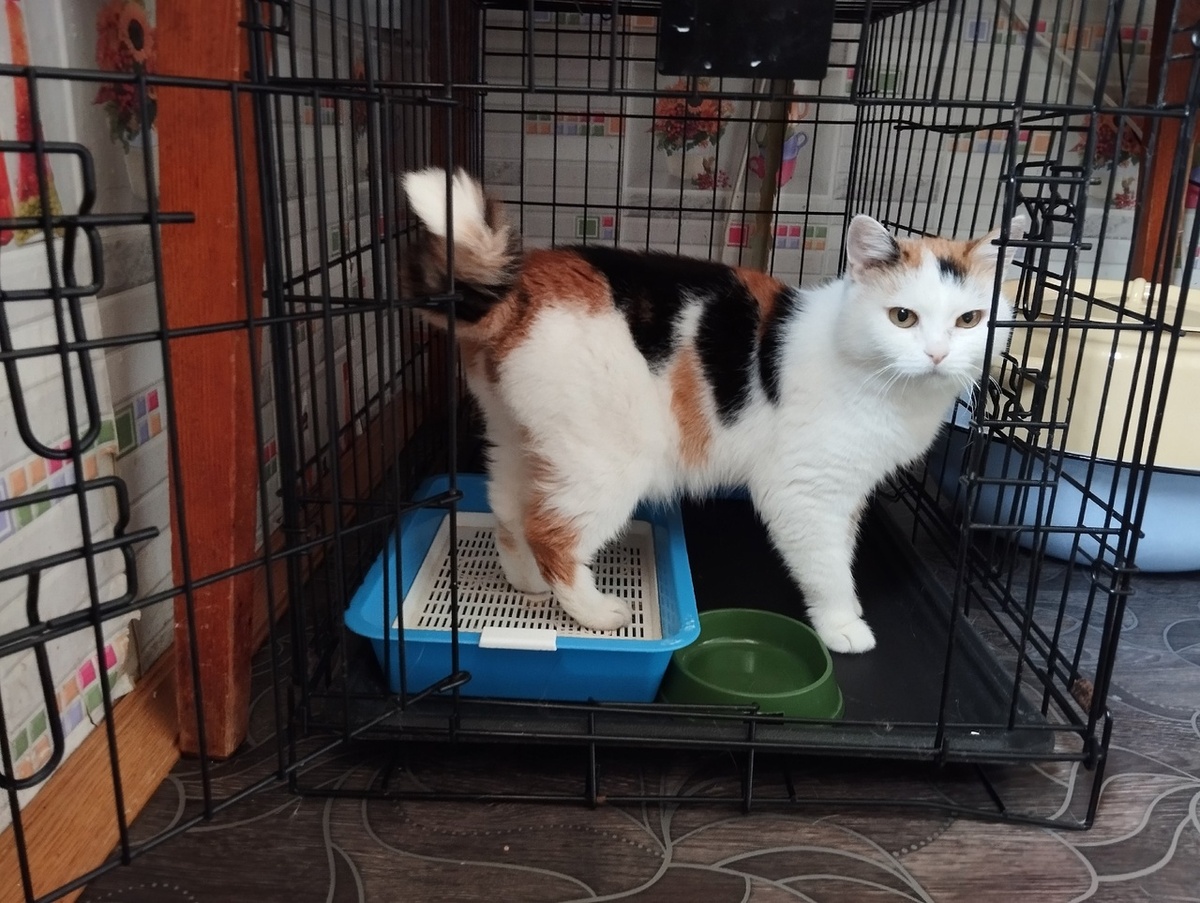 В каждом коте и кошке Фиеста видит конкурента, поэтому ей приходится сидеть в клетке