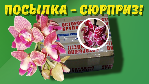 Орхидейная посылка-подарок, посылка-сюрприз!