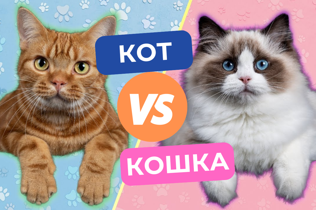 Кот или кошка? 