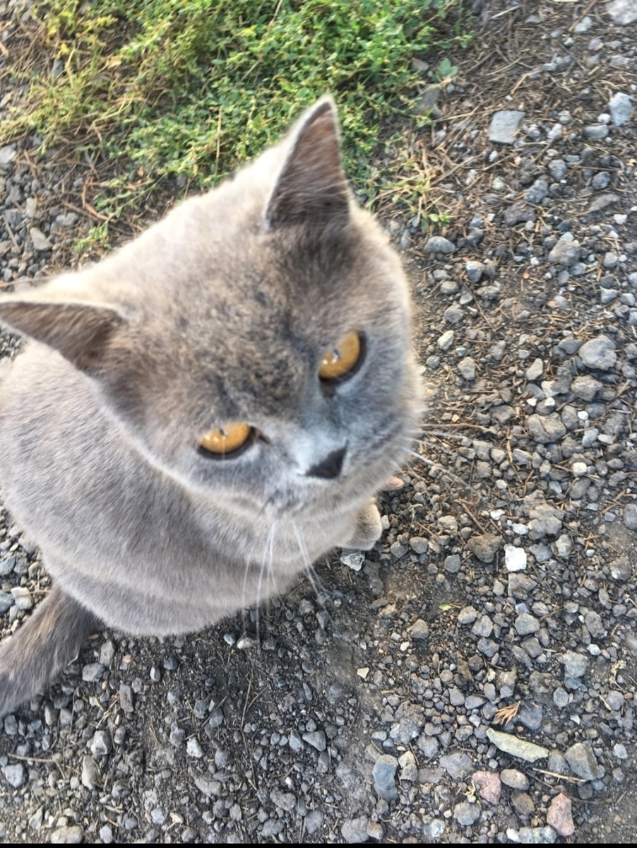 Вот такая кошечка