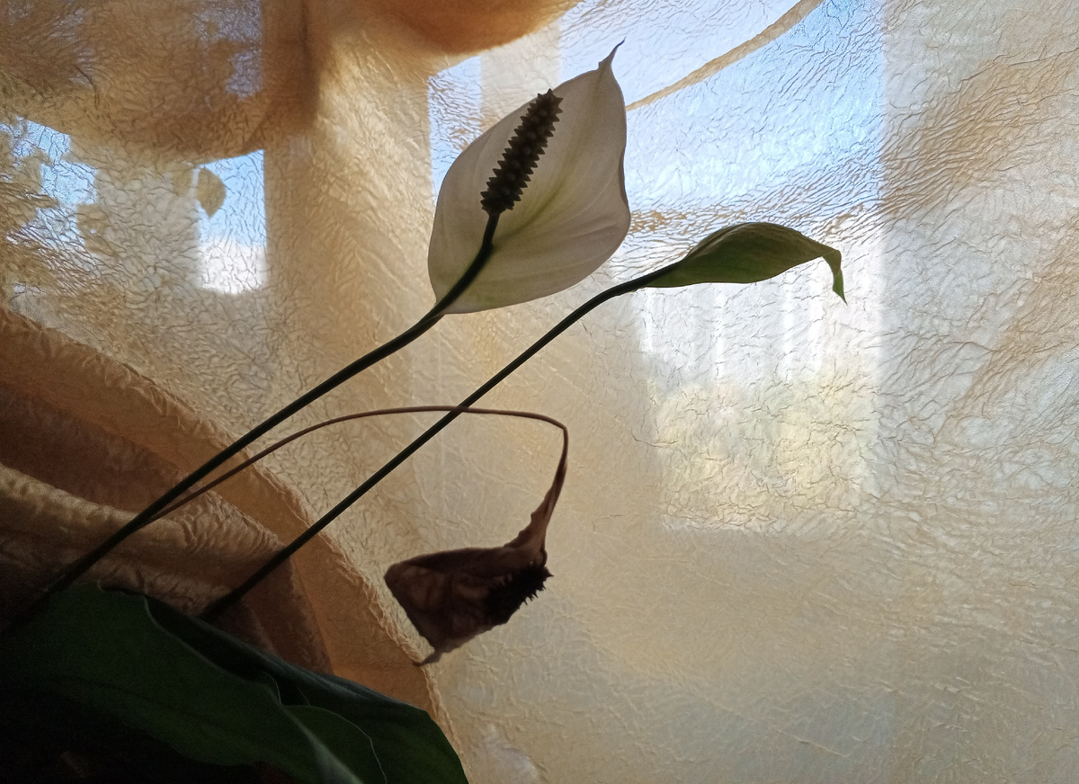 Три возраста Сапатифируруму-сан ..