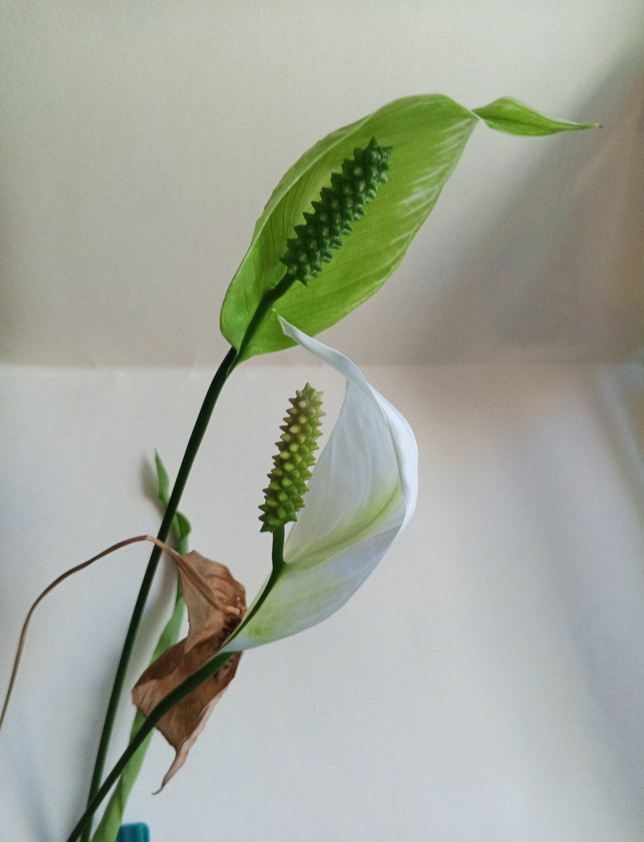 Три возраста Сапатифируруму-сан ...