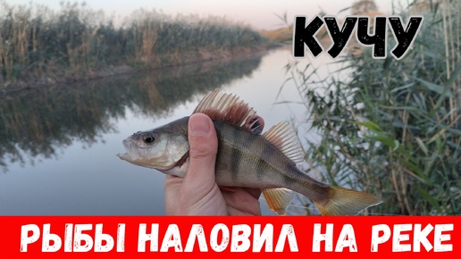 Куча рыбы в этой реке! Поклевки на спиннинг на каждом забросе!